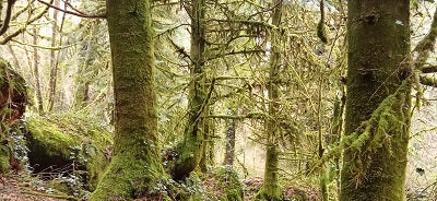 Ce que m'inspirent les balades en forêt bretonne