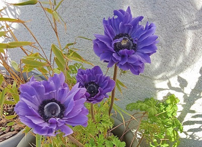 Le printemps dans mon jardin — Une bulle de bonheur et d’inspiration