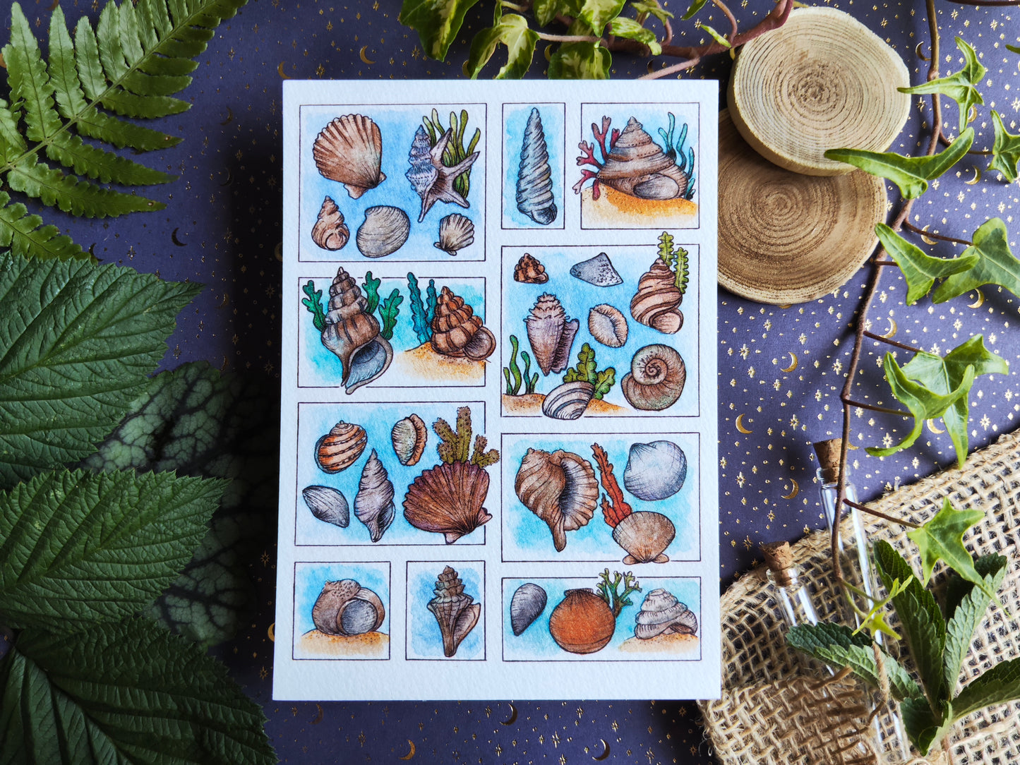 Carte Coquillage et Algues – Trésors de la Plage