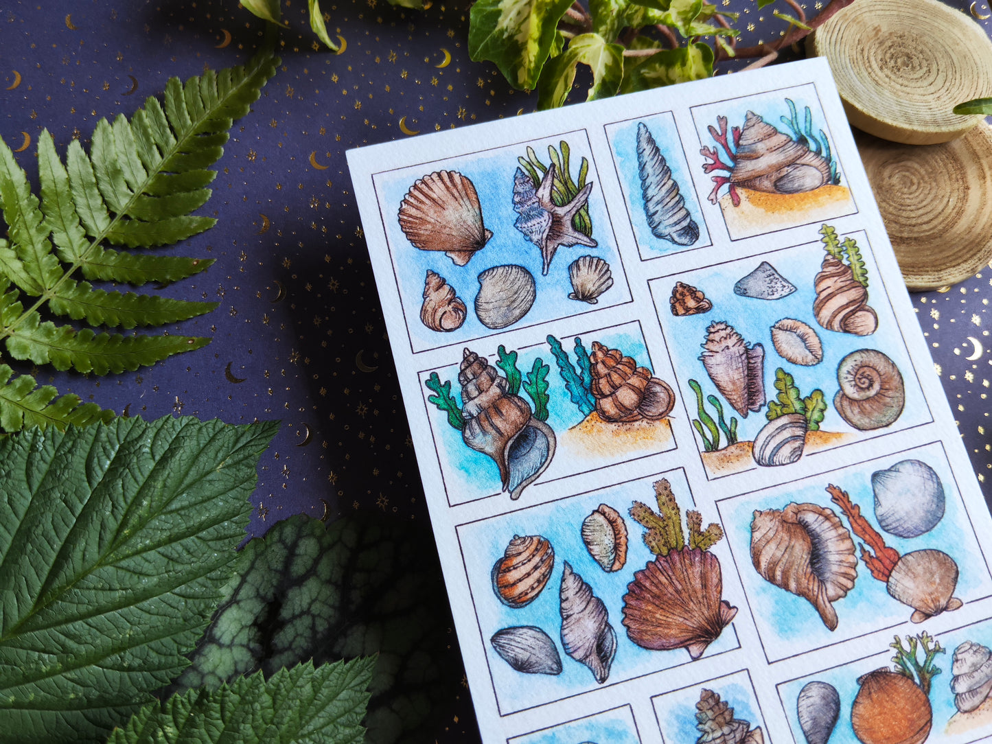 Carte Coquillage et Algues – Trésors de la Plage