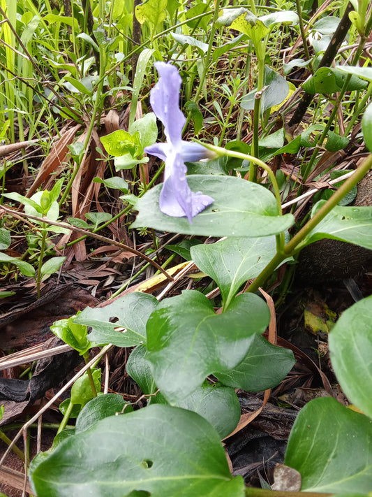 Les fleurs bleues, une touche de calme et de fraîcheur dans la maison