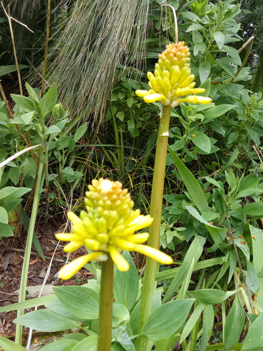 Les fleurs jaunes, une touche de lumière et de joie dans la maison