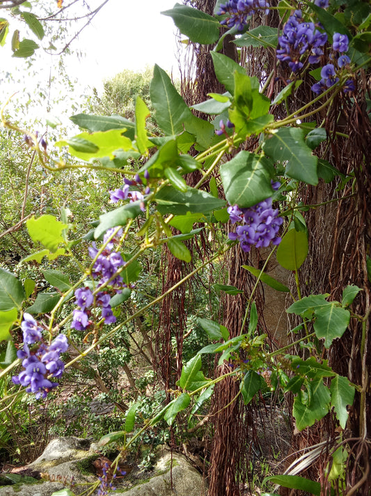 Les fleurs violettes, une touche de mystère et de douceur dans la maison