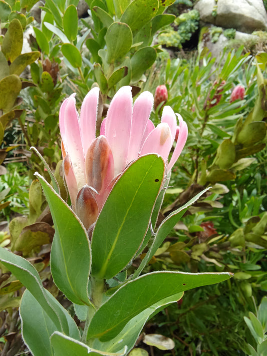 Les fleurs roses, une touche de douceur et de poésie dans la maison