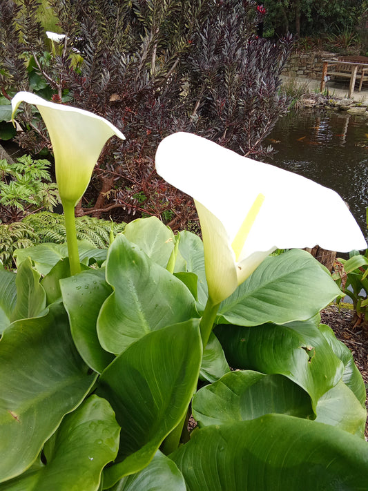 Les fleurs blanches, une touche de douceur et de lumière dans la maison