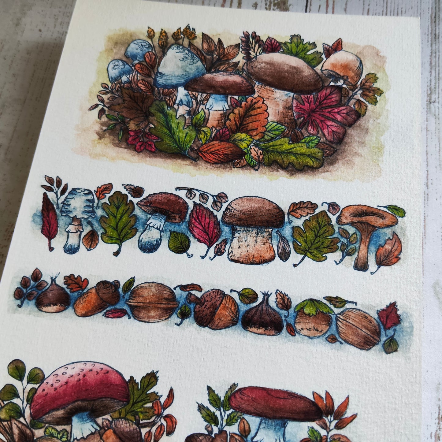 Affiche Bordure Champignon – Glands, Noix & Feuilles