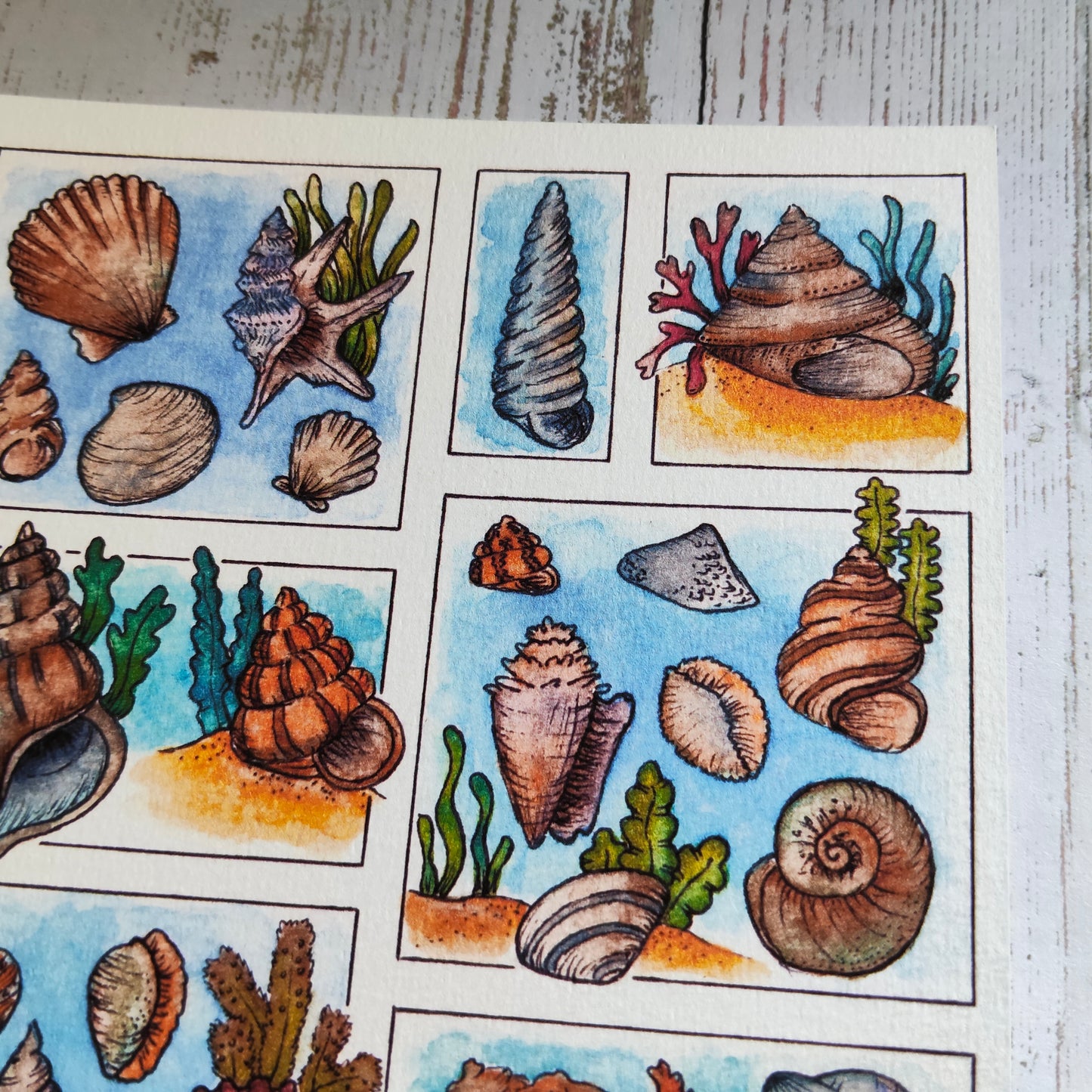 Affiche A5 Coquillages – Illustration Bord de Mer à l’Aquarelle, Ambiance Plage et Océan