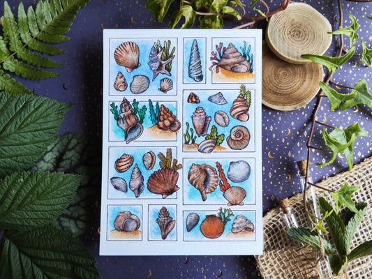 Carte Coquillage et Algues – Trésors de la Plage