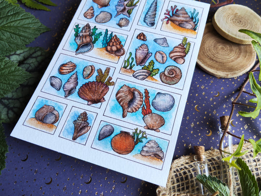 Carte Coquillage et Algues – Trésors de la Plage