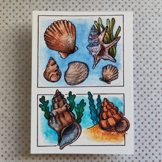 Carte Coquillages et Algues – Trésors de la mer en Aquarelle