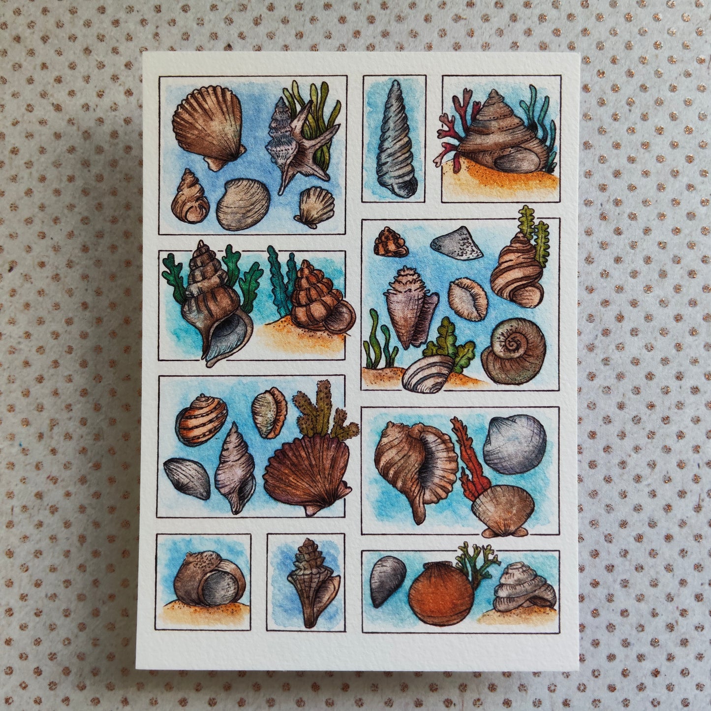 Carte Coquillage et Algues – Trésors de la Plage