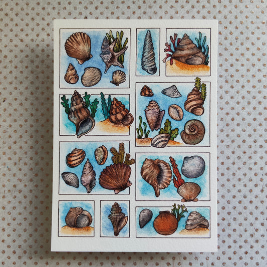 Carte Coquillage et Algues – Trésors de la Plage