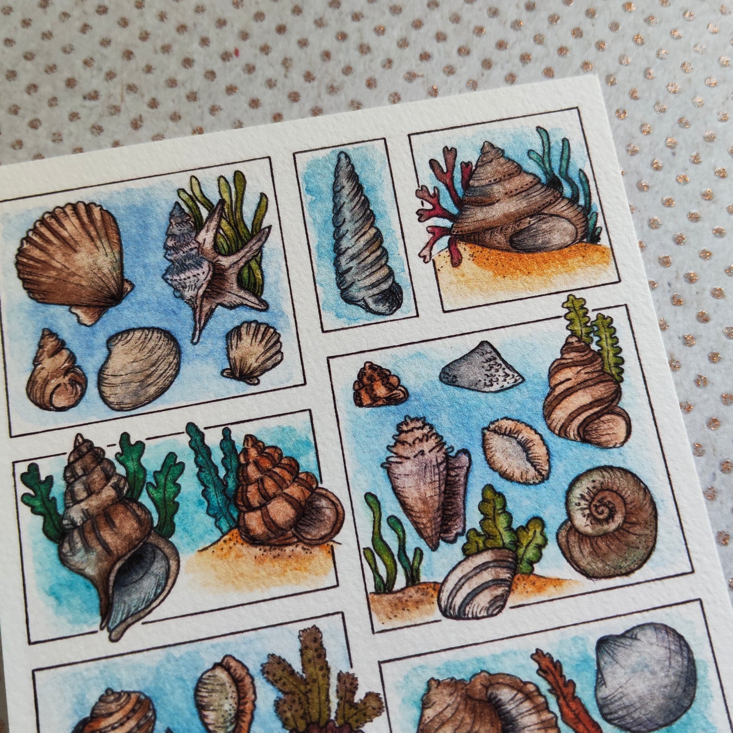 Carte Coquillage et Algues – Trésors de la Plage