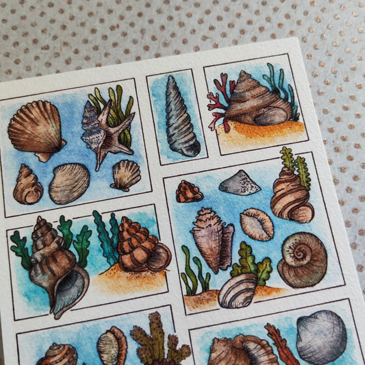 Carte Coquillage et Algues – Trésors de la Plage