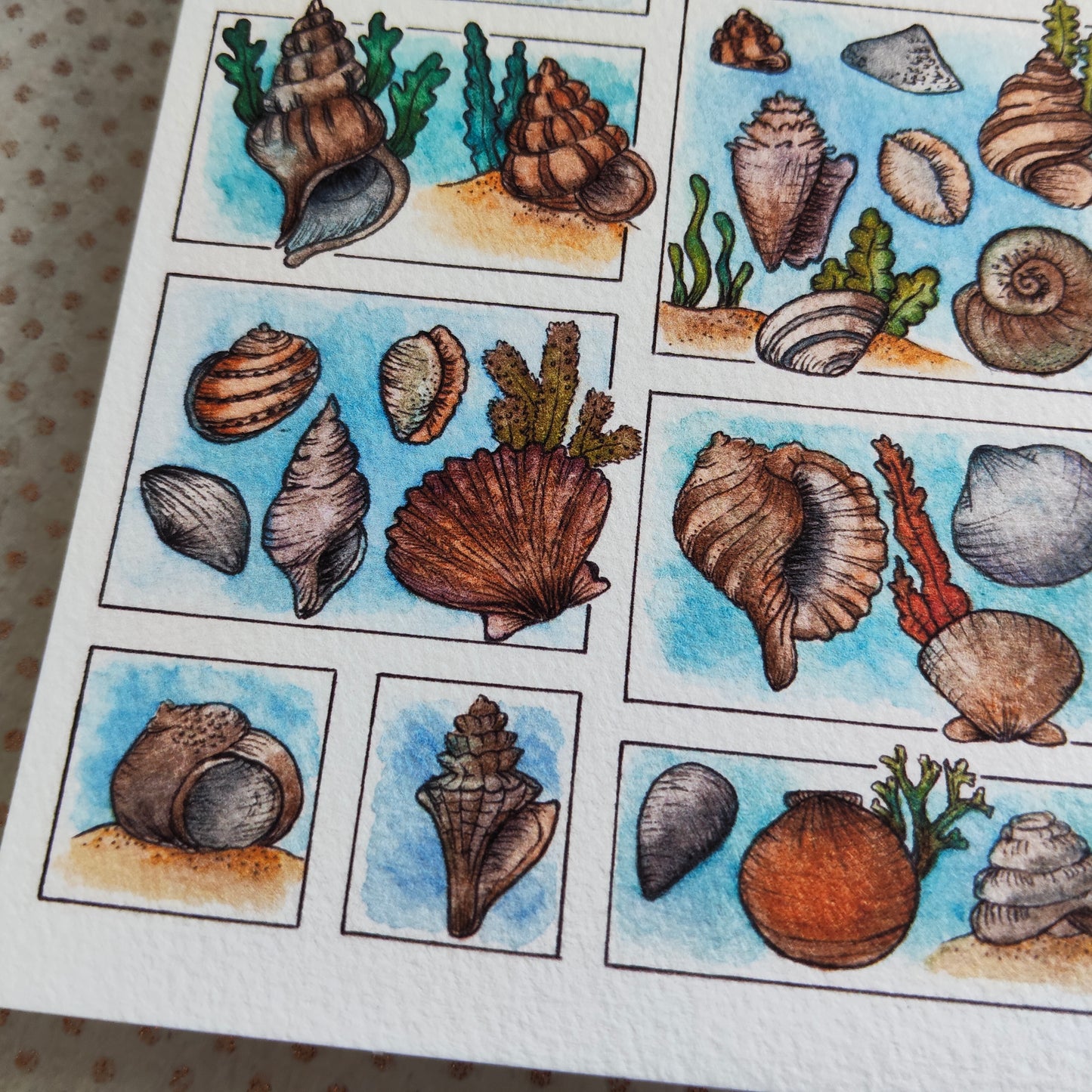 Carte Coquillage et Algues – Trésors de la Plage